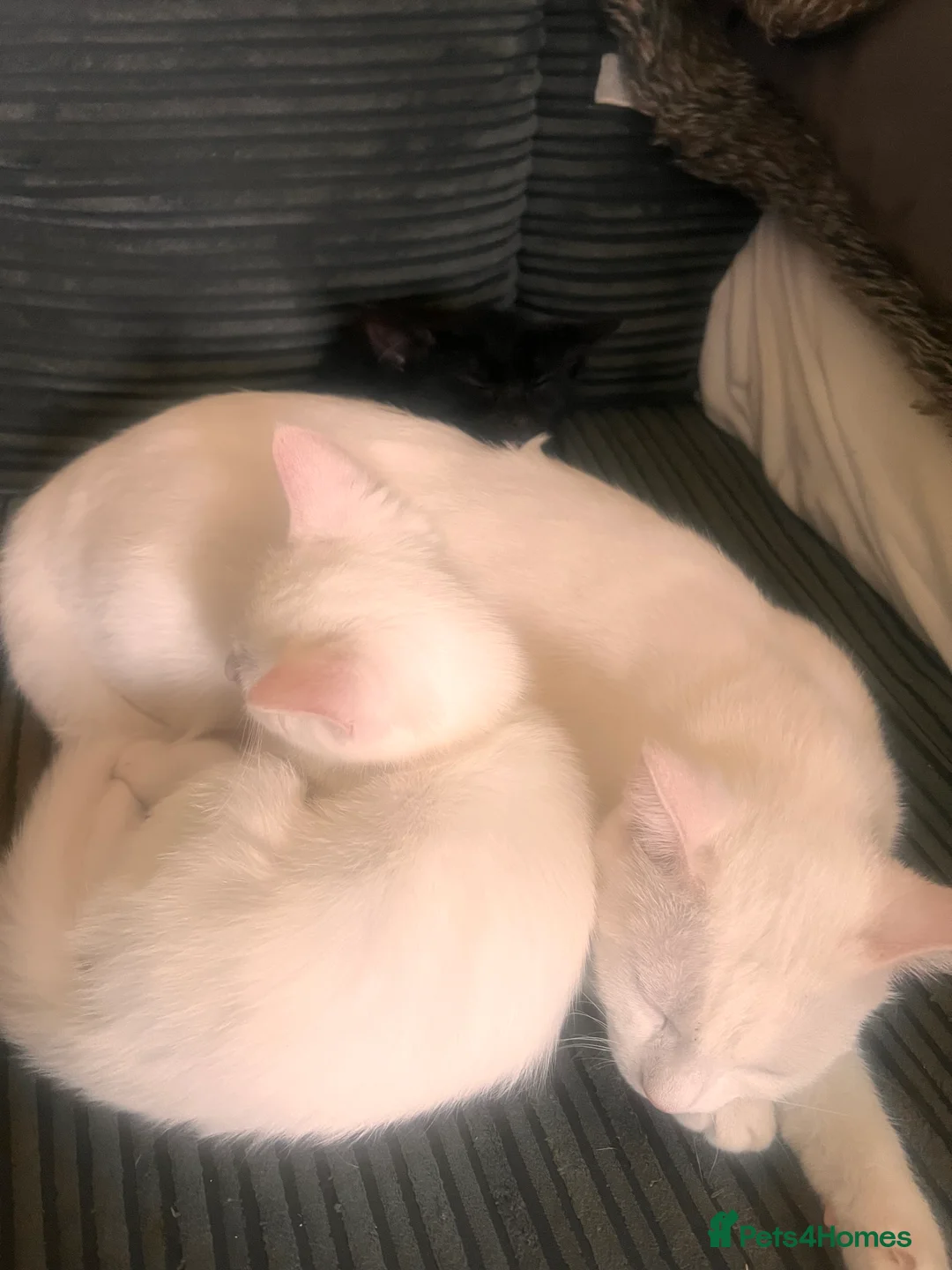 Mixed Breed cats for sale: Rescued mum cat & 2 kittens need homes  in Hayes - Advert 2