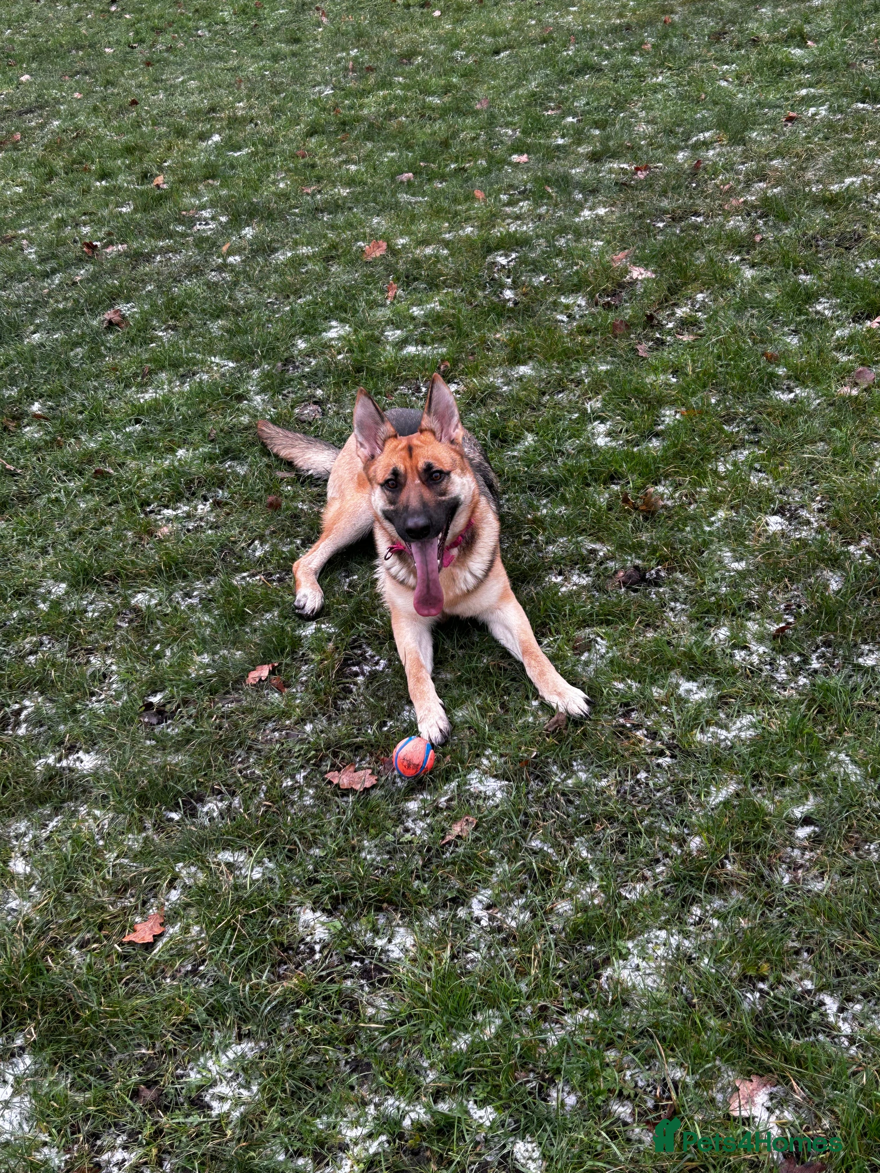 German Shepherd dogs Female German shepherd for sale  - Advert 1