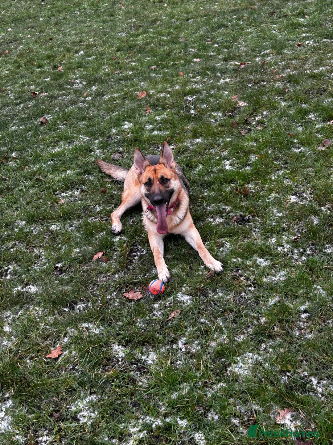 German Shepherd dogs for sale: Female German shepherd for sale  - Advert 1