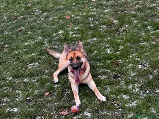 German Shepherd dogs Female German shepherd for sale - Advert 1