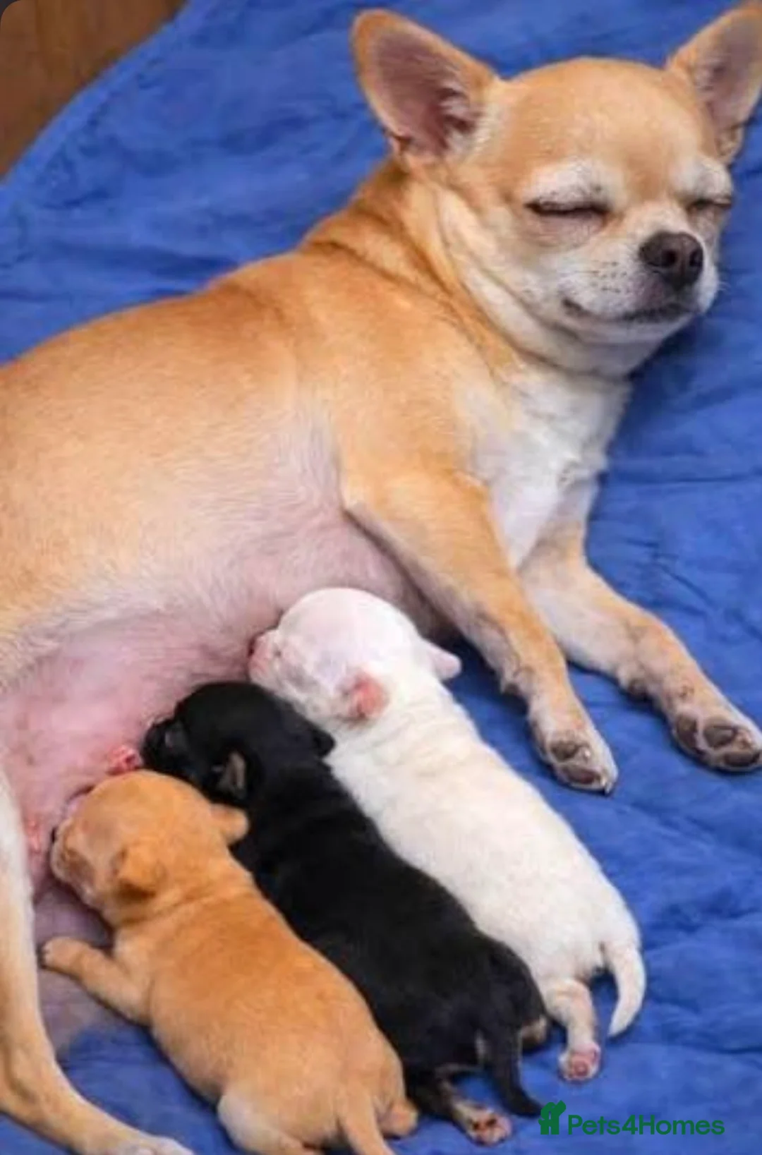 Chihuahua dogs for sale: Beautiful little Chihuahua Puppy 8 weeks old  - Advert 2