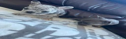 French Bulldog dogs for sale: French bulldog 🐶  - Advert 5