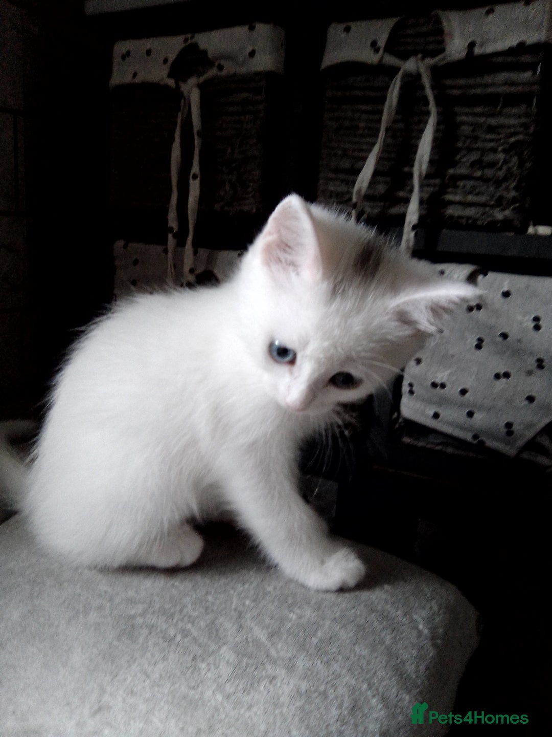 Scottish Fold cats for sale: ready to leave!!two cutie Scottish fold girls  - Image 6