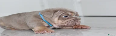 English Bulldog 1