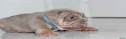 English Bulldog dogs for sale: ⭐️⭐️⭐️ EXCEPTIONAL ENGLISH BULLDOG PUPPIES ⭐️⭐️⭐️ - Advert 20