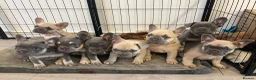 French Bulldog dogs for sale: KC French bulldog puppies - Advert 1