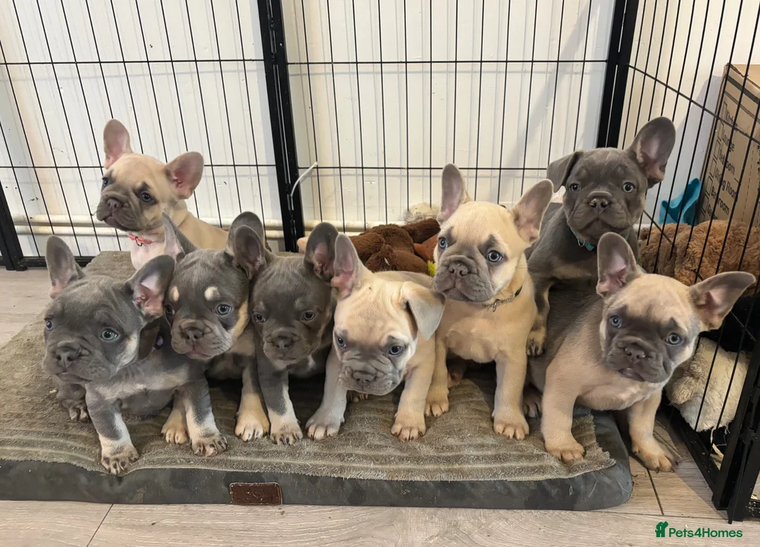 French Bulldog dogs for sale: KC French bulldog puppies - Advert 1