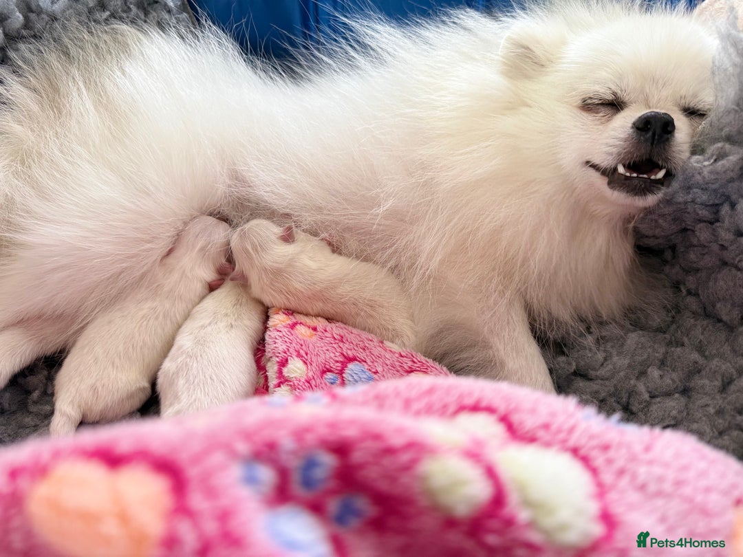 Pomeranian dogs for sale: Pom bears looking for loving homes❤️ - Image 19