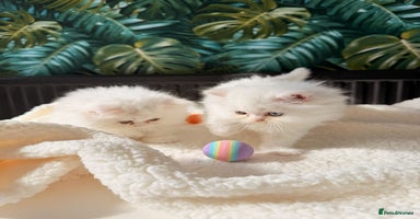 Persian cats - Advert 1