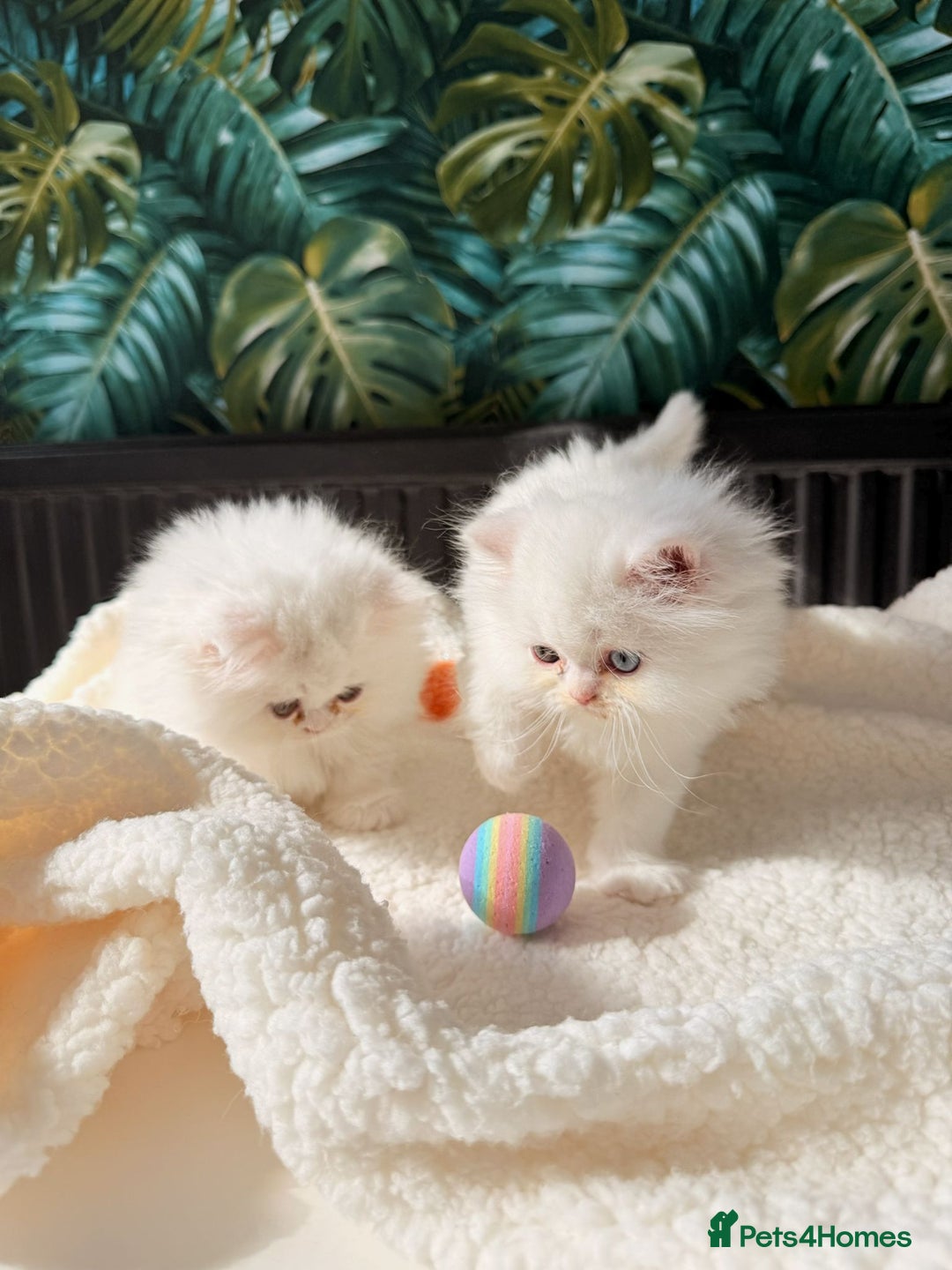 Persian cats for sale: Persian kitten for sale - Image 3