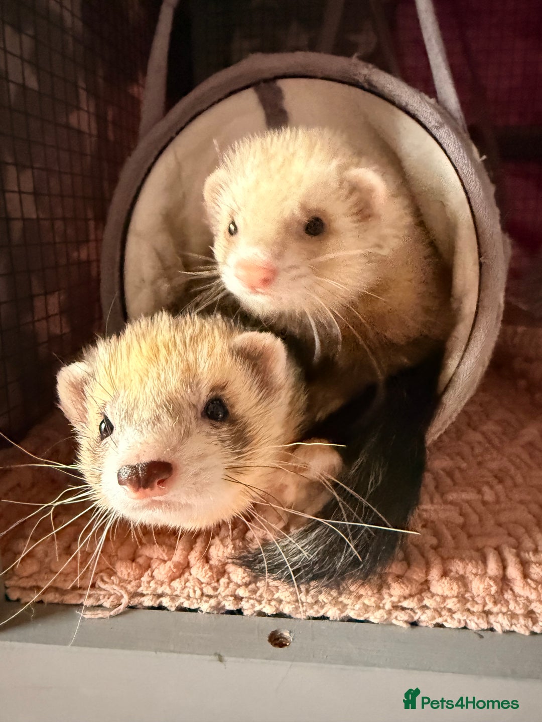 Ferret rodents for sale: Fifi & Skunk - Advert 1