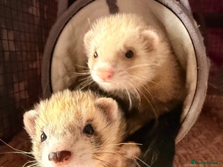 Ferret rodents Fifi & Skunk - Advert 1