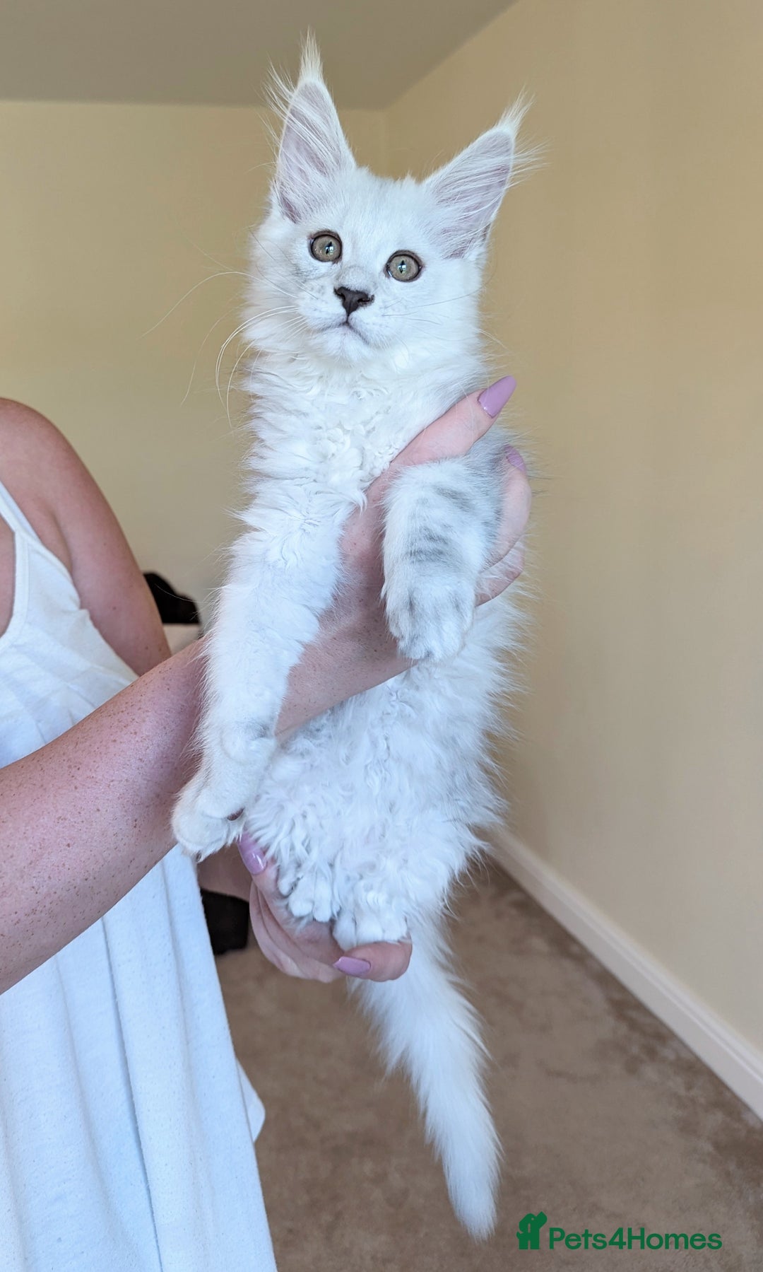 Maine Coon cats for sale: Sweet Maine Coon Kittens  - Image 10