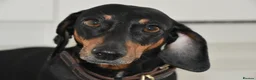 Miniature Dachshund dogs for sale: Beautiful Mini Dachshund Puppies – Home Raised - Advert 6