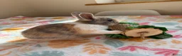 Mixed Breed rabbits for sale: Baby Rabbits for sale - mixed breed in King's Lynn - Advert 19
