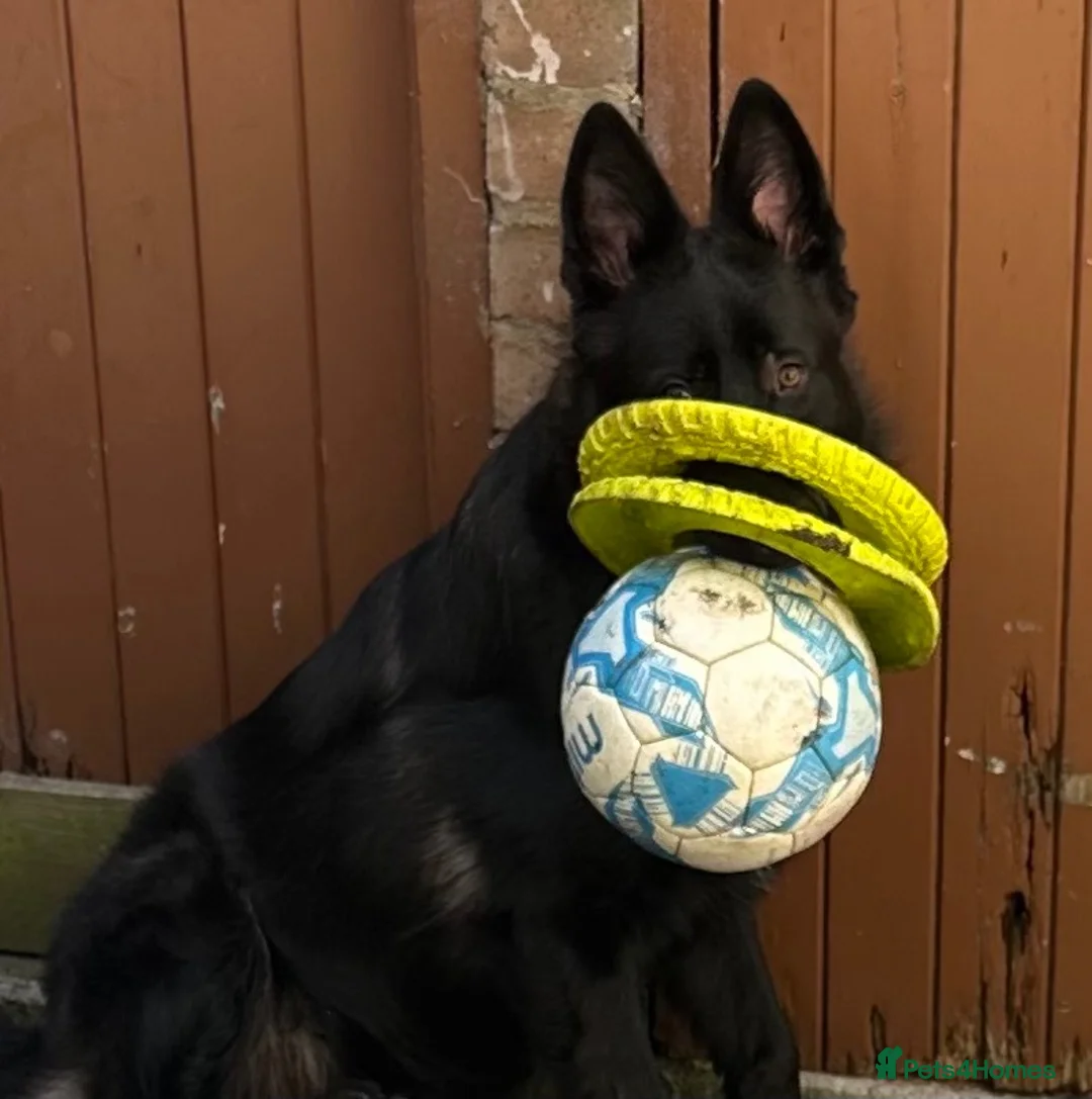 German Shepherd dogs for sale: Beautiful 9mth old black gsd  in Durham - Advert 2
