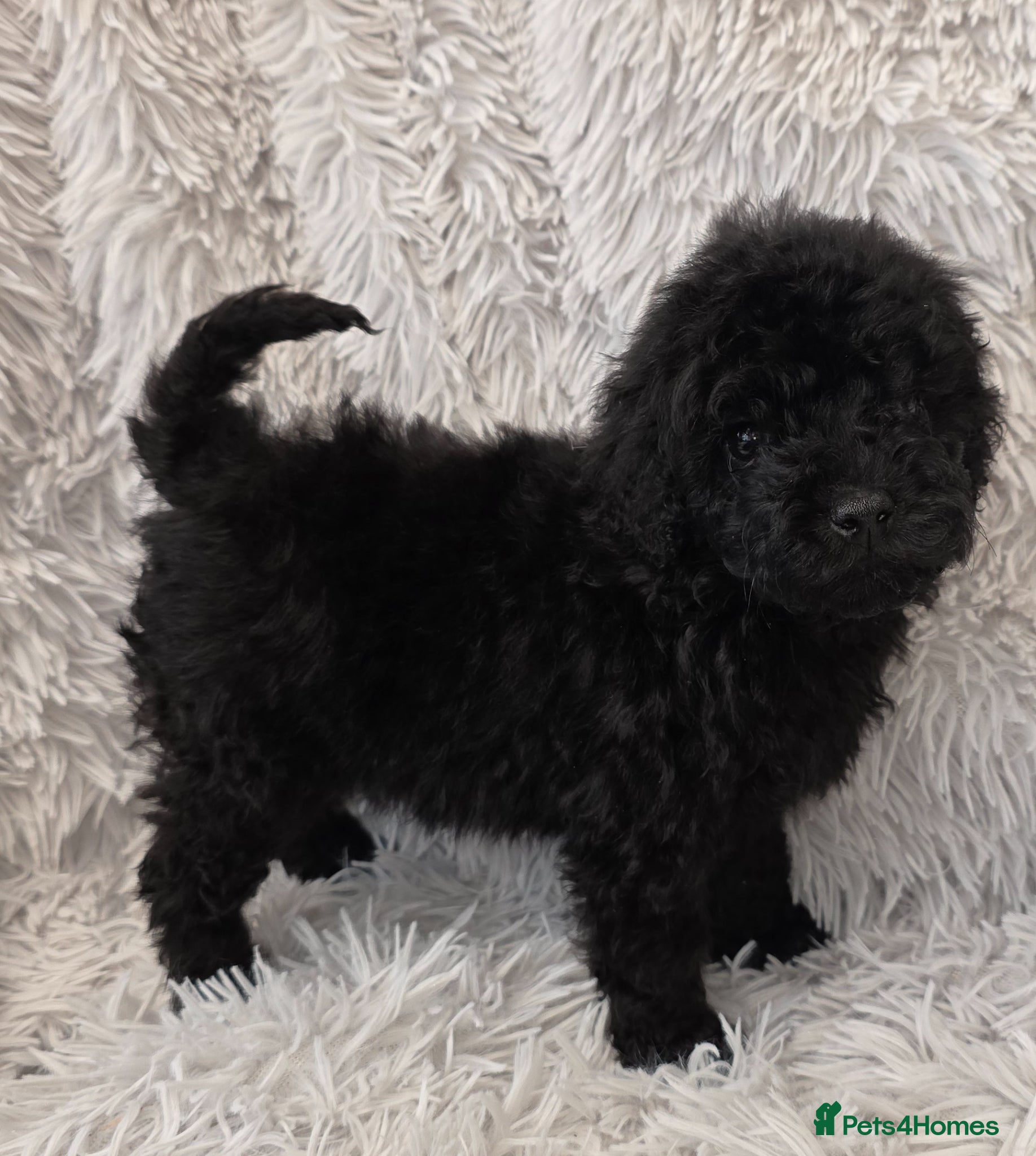 Toy Poodle dogs KC REGISTERED TOY POODLES FULLY HEALTH TESTED  - Advert 16