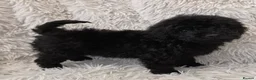 Toy Poodle dogs for sale: KC REGISTERED TOY POODLES FULLY HEALTH TESTED  - Advert 5