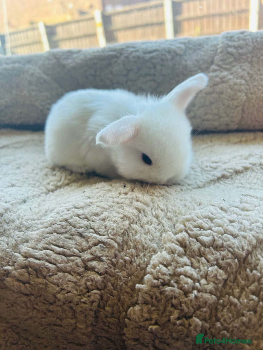 Mini Lop rabbits for sale: 6 baby mini lops ready to reserve  - Image 7