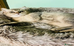 Scottish Fold cats for sale: Last boy available ❤️ looking for new 🏠 - Image 4