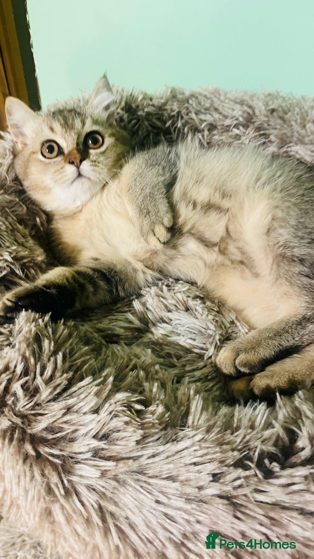 Scottish Fold cats for sale: Last boy available ❤️ looking for new 🏠 - Image 4
