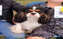 Cavalier King Charles Spaniel dogs for sale: Beautiful quality kc registered cavalier puppies  - Image 3