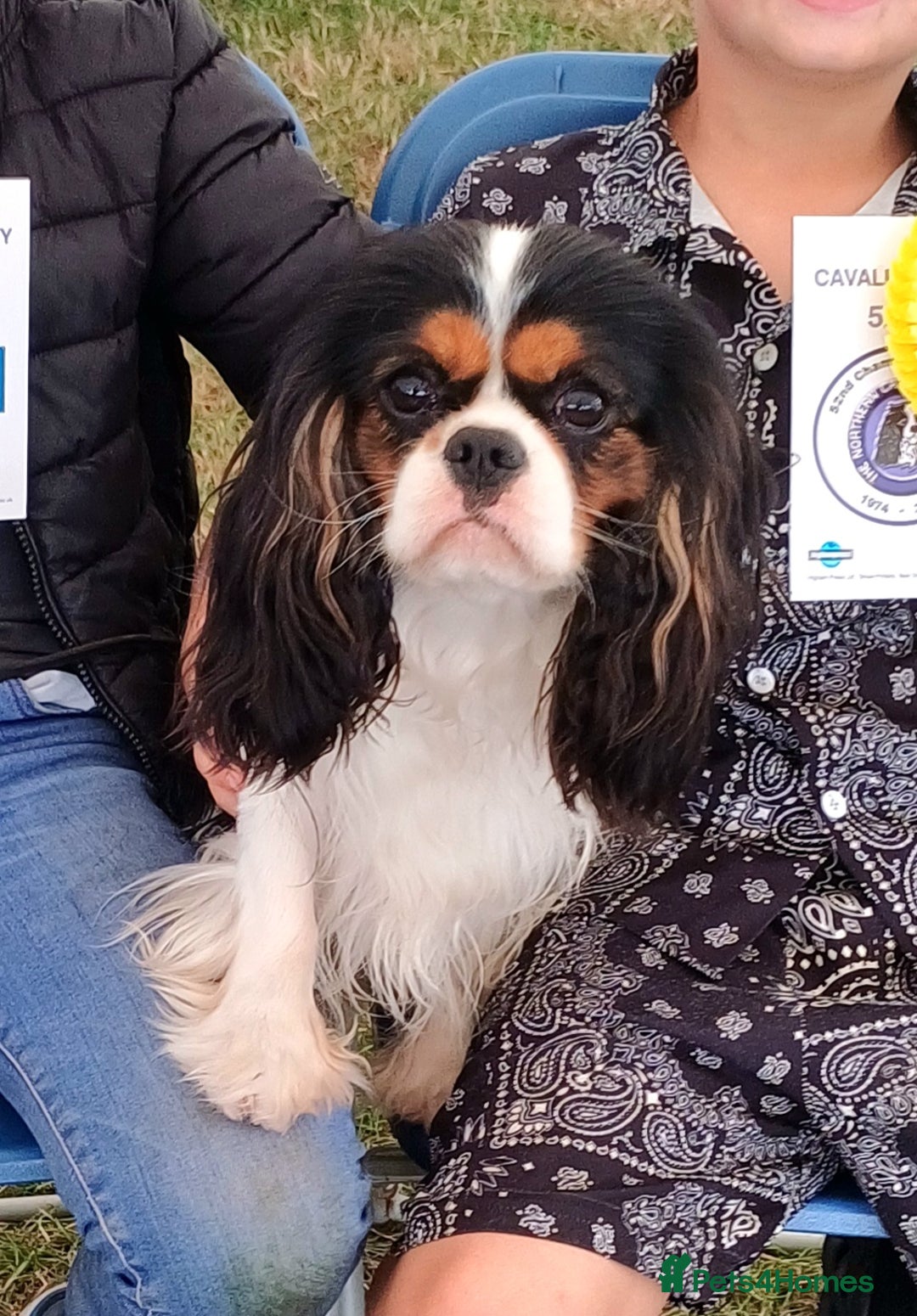 Cavalier King Charles Spaniel dogs for sale: Beautiful quality kc registered cavalier puppies  - Image 3