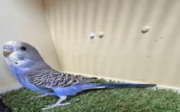 Budgerigars birds for sale: Beautiful baby budgies for sale  - Image 3