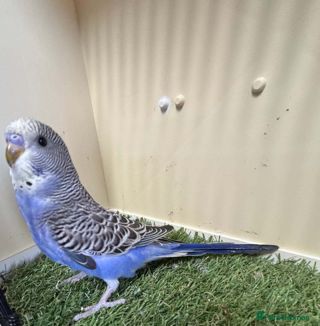 Budgerigars birds for sale: Beautiful baby budgies for sale  - Image 3