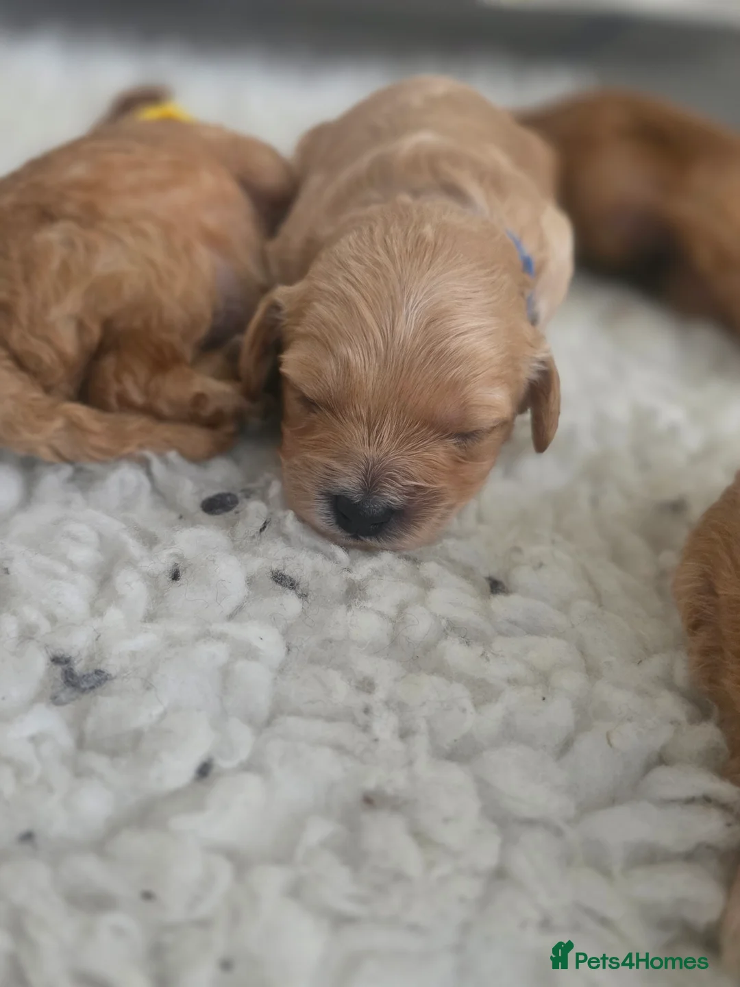 Cavapoo dogs for sale: F1B Toy Cavapoo Puppies - Advert 15