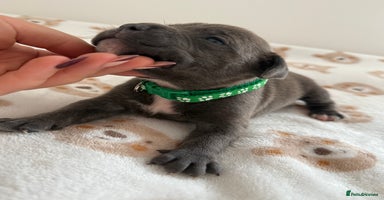 Staffordshire Bull Terrier dogs - Advert 12