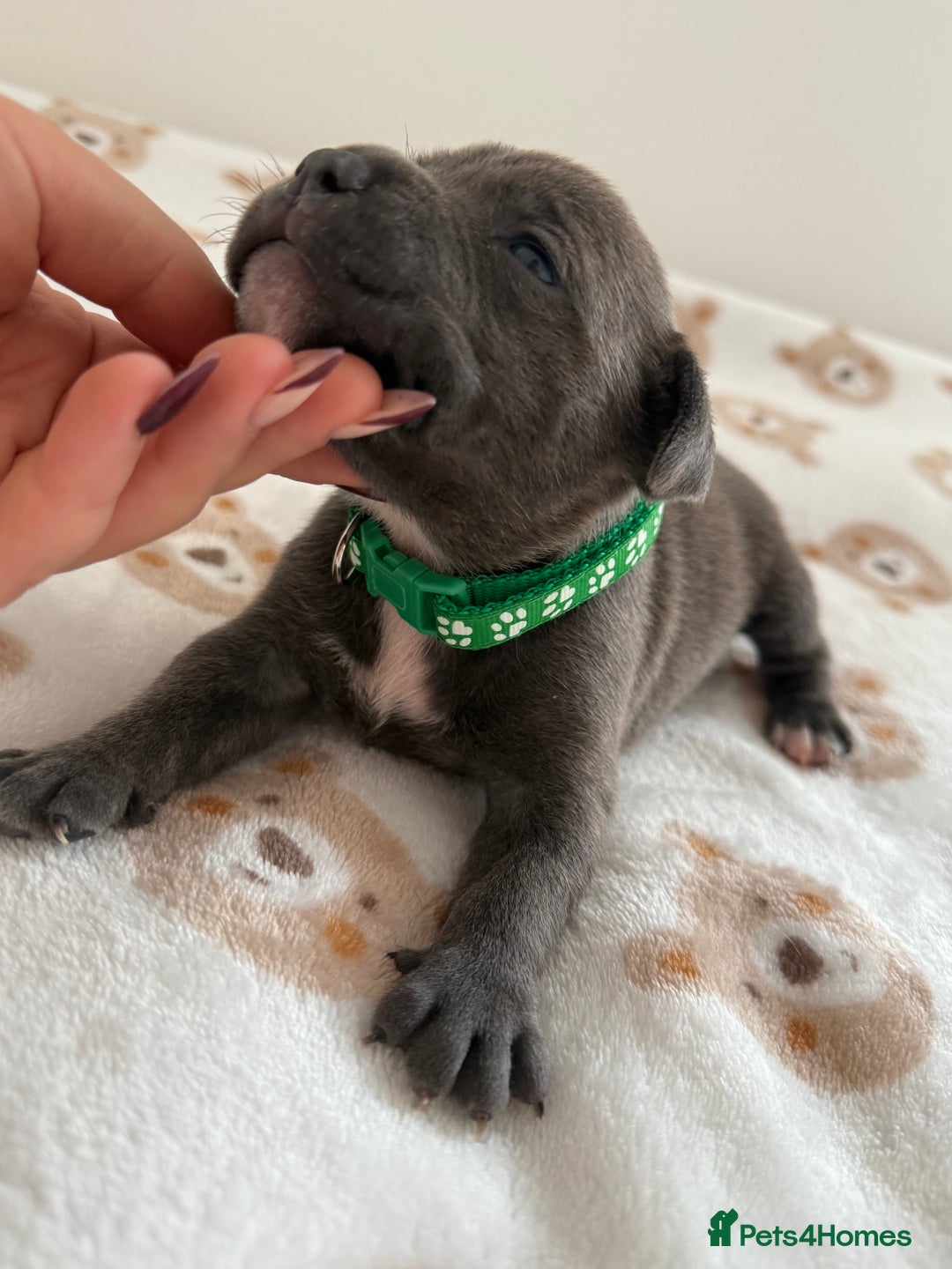 Staffordshire Bull Terrier dogs for sale: Beautiful puppies staffordshire bull terier 🥰 - Image 5