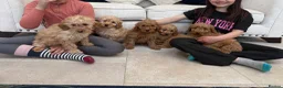 Labradoodle dogs for sale: Stunning miniature multigen labradoodle puppies - Advert 20