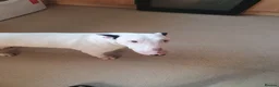 English Bull Terrier dogs for sale: English bull terrier female 21 months in Ashbourne - Advert 4
