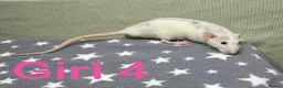 Rat rodents for sale: Super friendly baby rats  - Advert 13