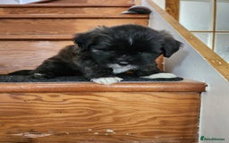 Lhasa Apso dogs for sale: Lhasa apso for sale - Image 7
