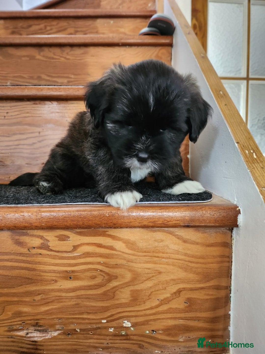 Lhasa Apso dogs for sale: Lhasa apso for sale - Image 7