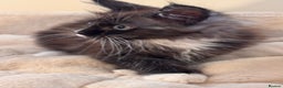 Maine Coon cats for sale: Last Two Lovely Maine Coon Kittens For Sale - Advert 3