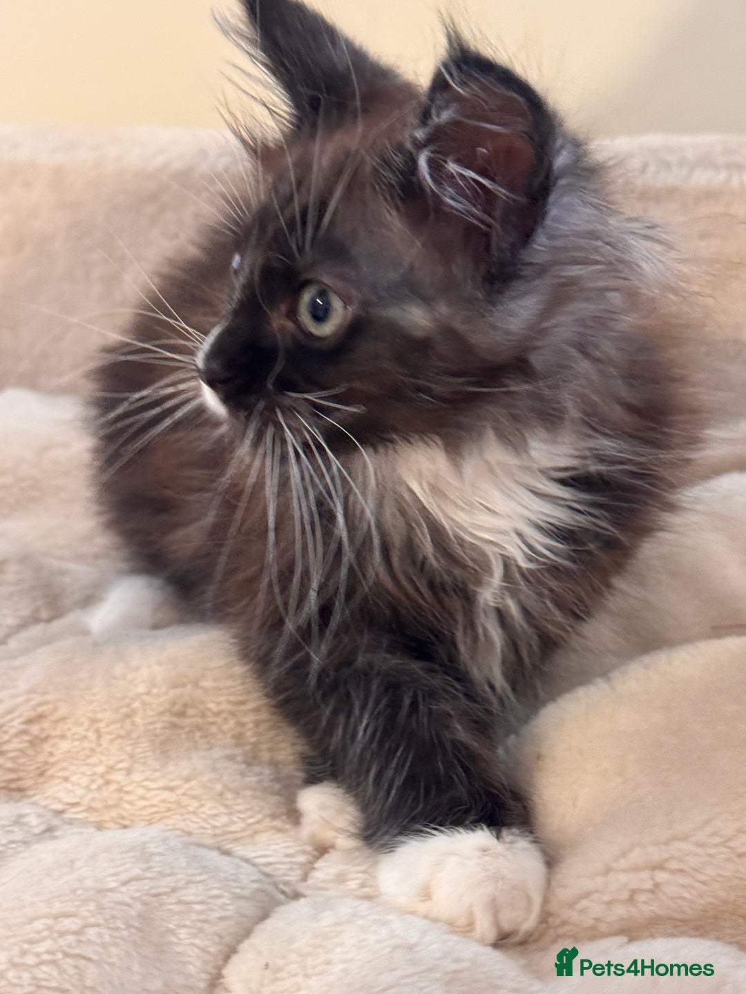 Maine Coon cats for sale: Last Two Lovely Maine Coon Kittens For Sale - Advert 3