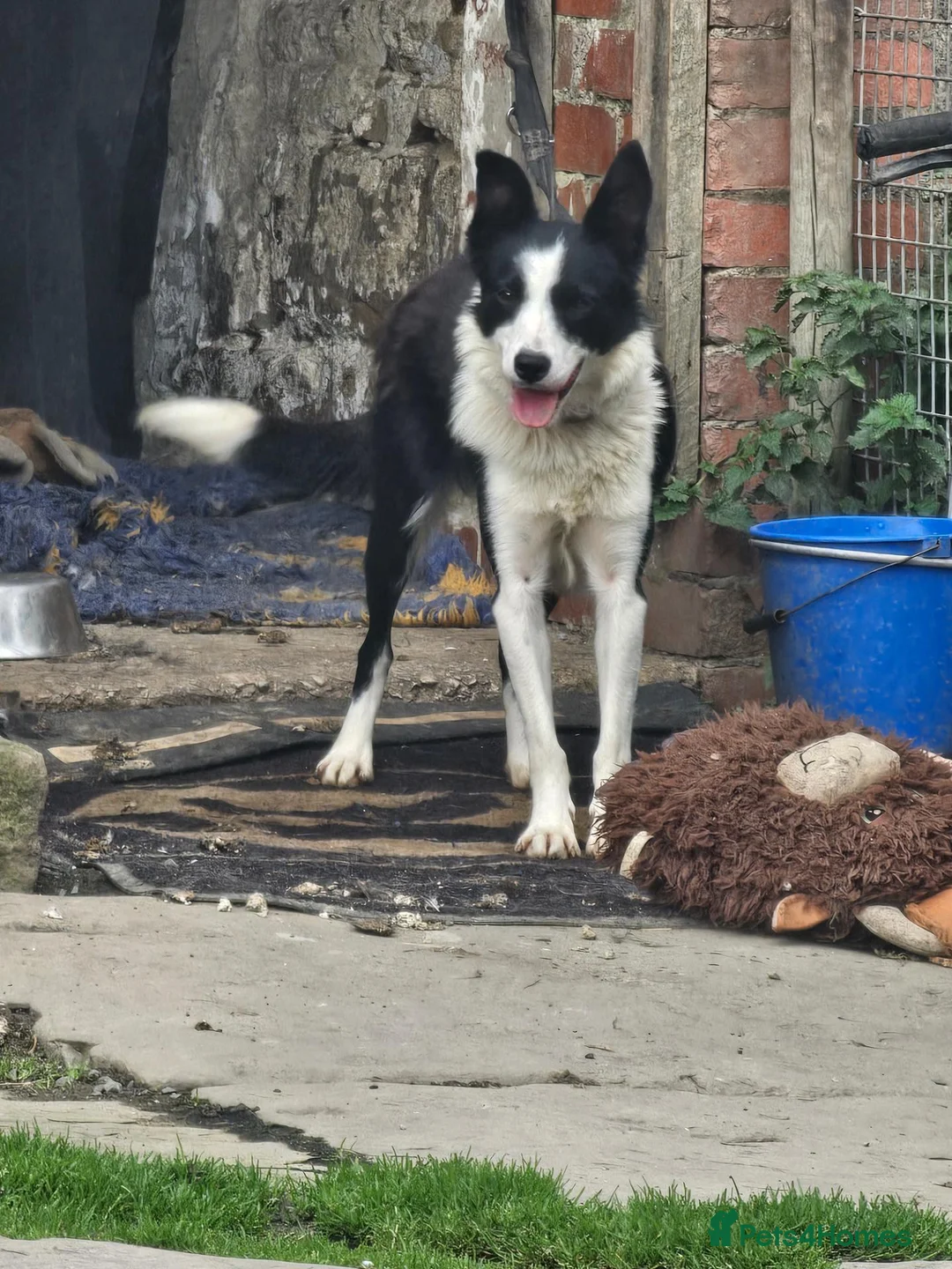 Border Collie dogs for sale: ** Border collie ** - Advert 2
