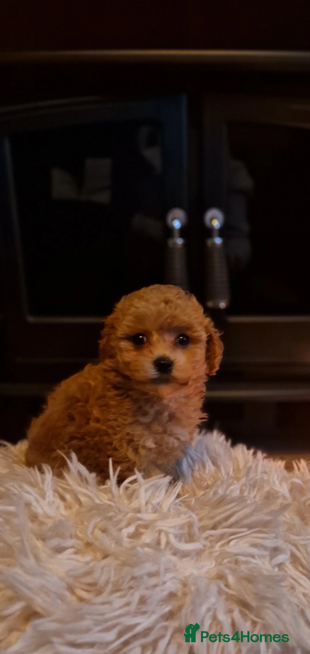 Maltipoo dogs for sale: Female Maltipoo - Advert 1