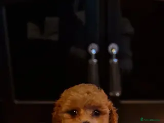 Maltipoo dogs Female Maltipoo - Advert 1