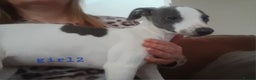 Whippet dogs for sale: Beautiful whippet puppies  - Advert 9