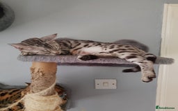 Bengal cats for sale: Silver bengals - Image 16