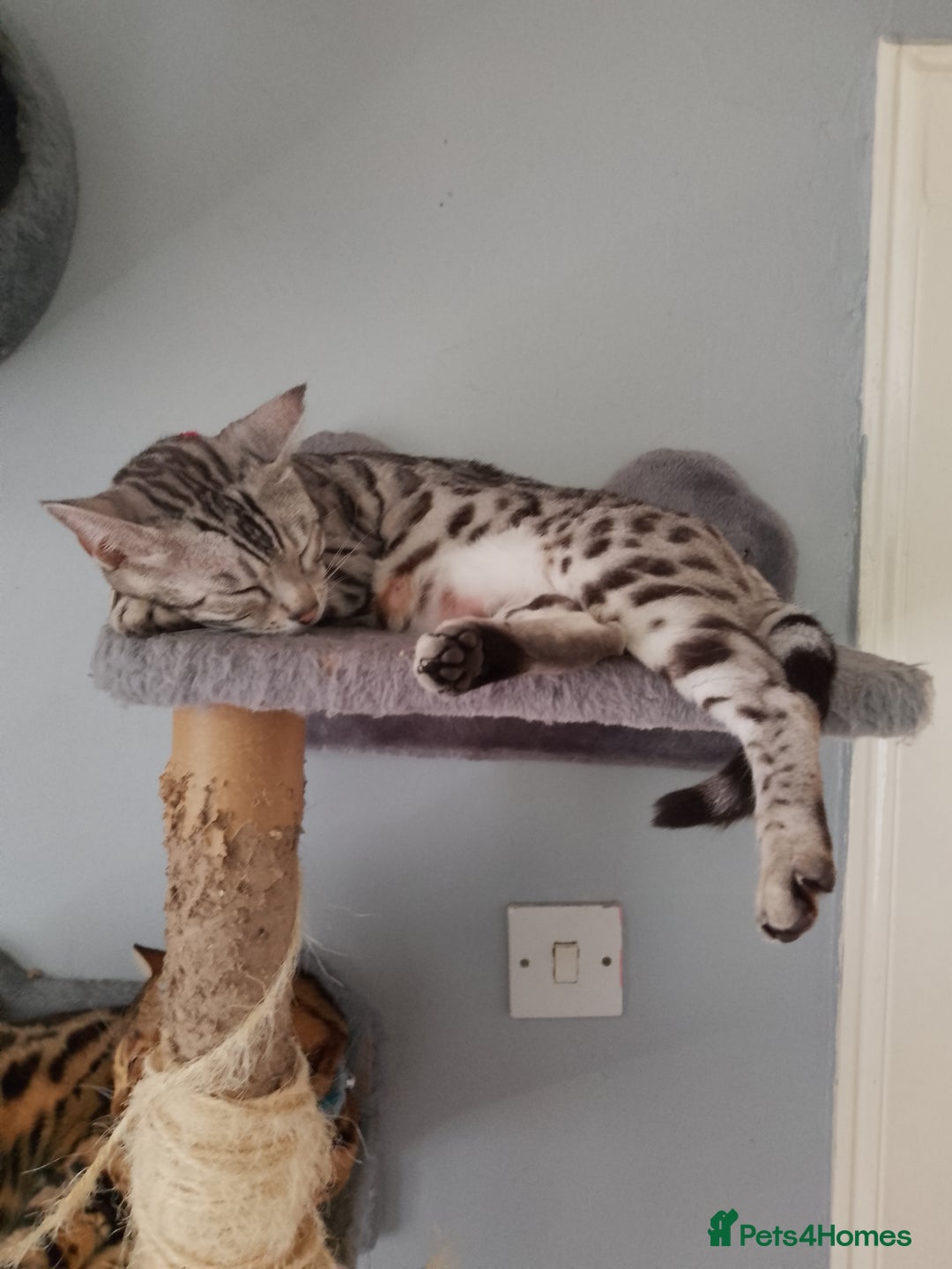 Bengal cats for sale: Silver bengals - Image 16