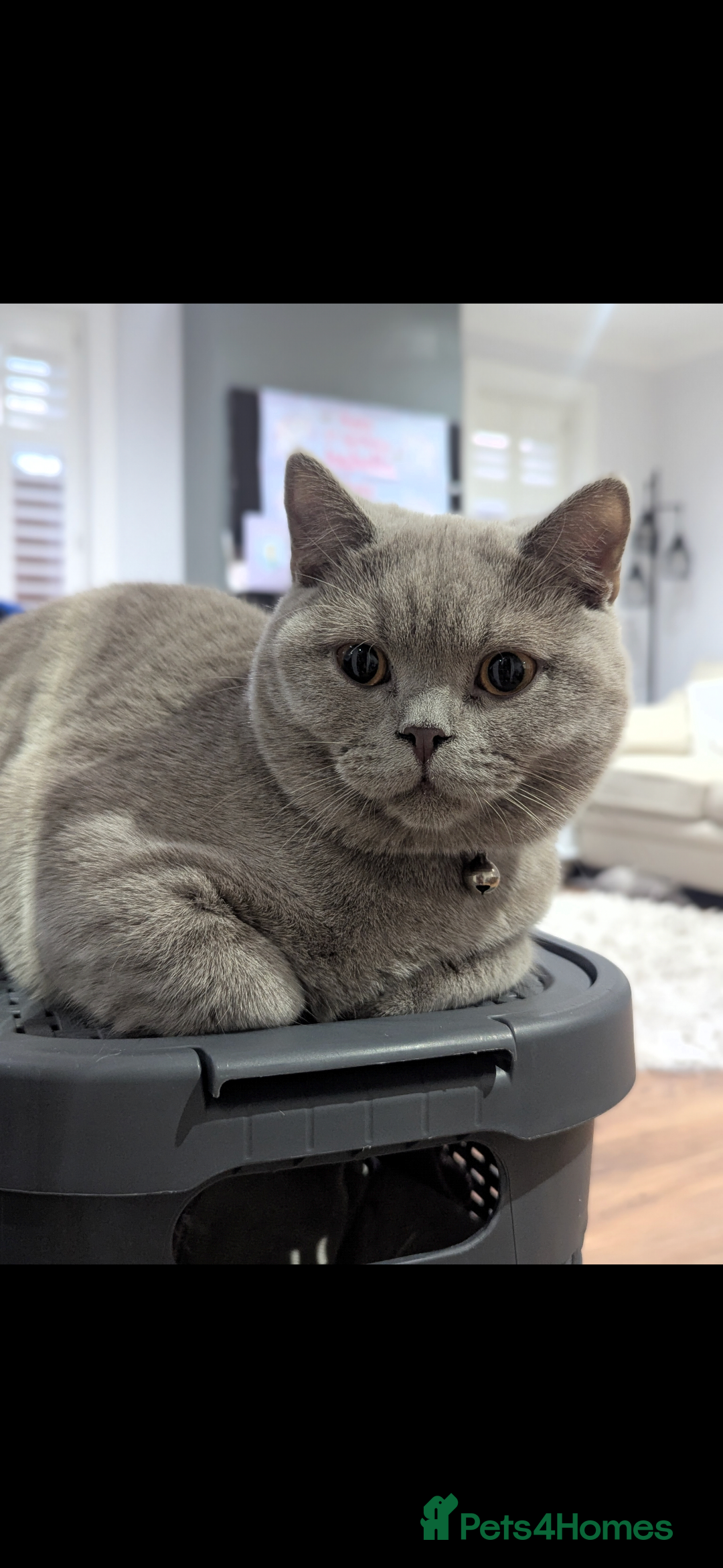 British Shorthair cats for sale: Beautiful GCCF Chunky British Shorthair Kittens!  - Image 8