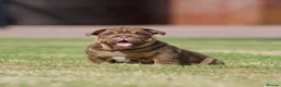 English Bulldog dogs for sale: EPIC BULLYZ PUPS - Advert 9