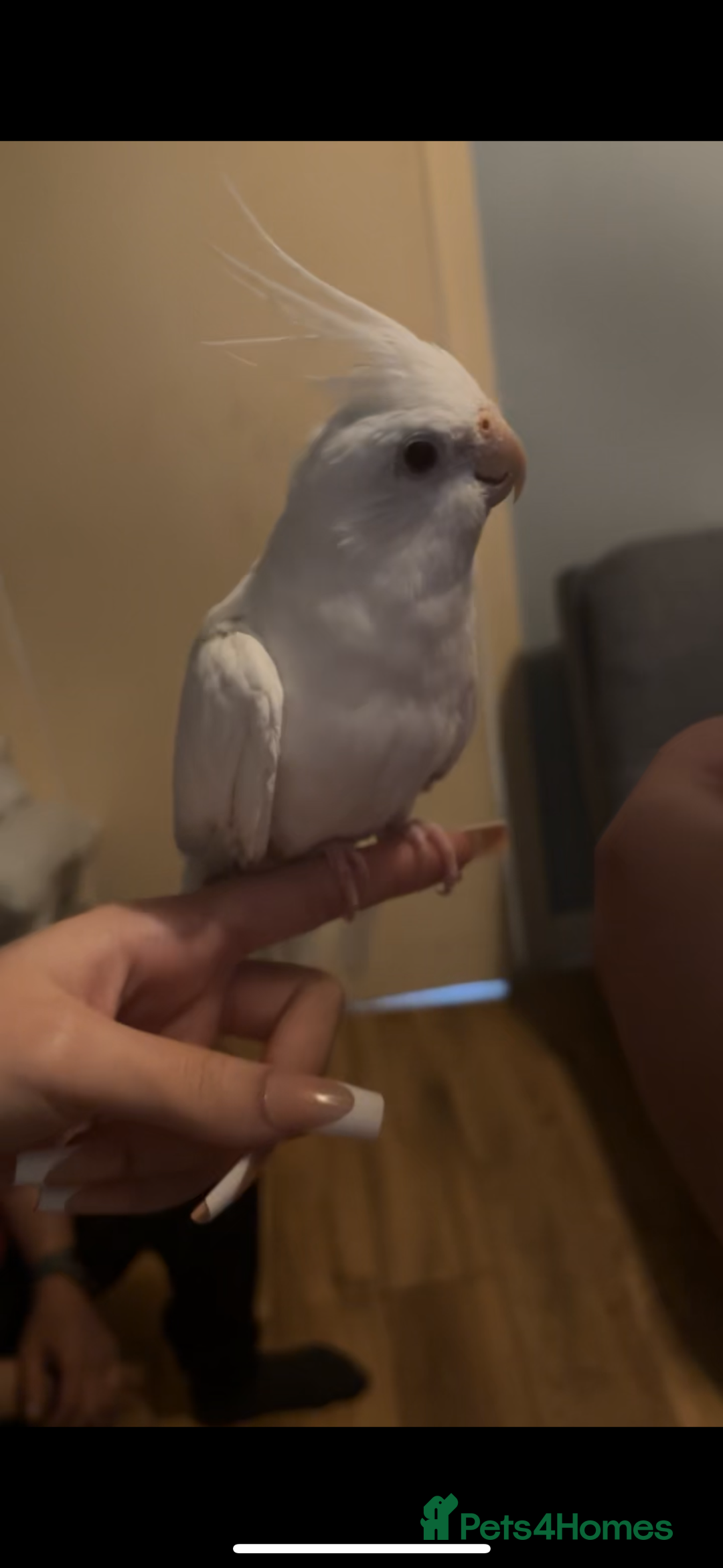 Cockatiels birds for sale: 4 beautiful cockatiels for sale  - Advert 6