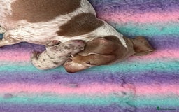 Miniature Dachshund dogs for sale: Miniature Dachshunds  - Image 2