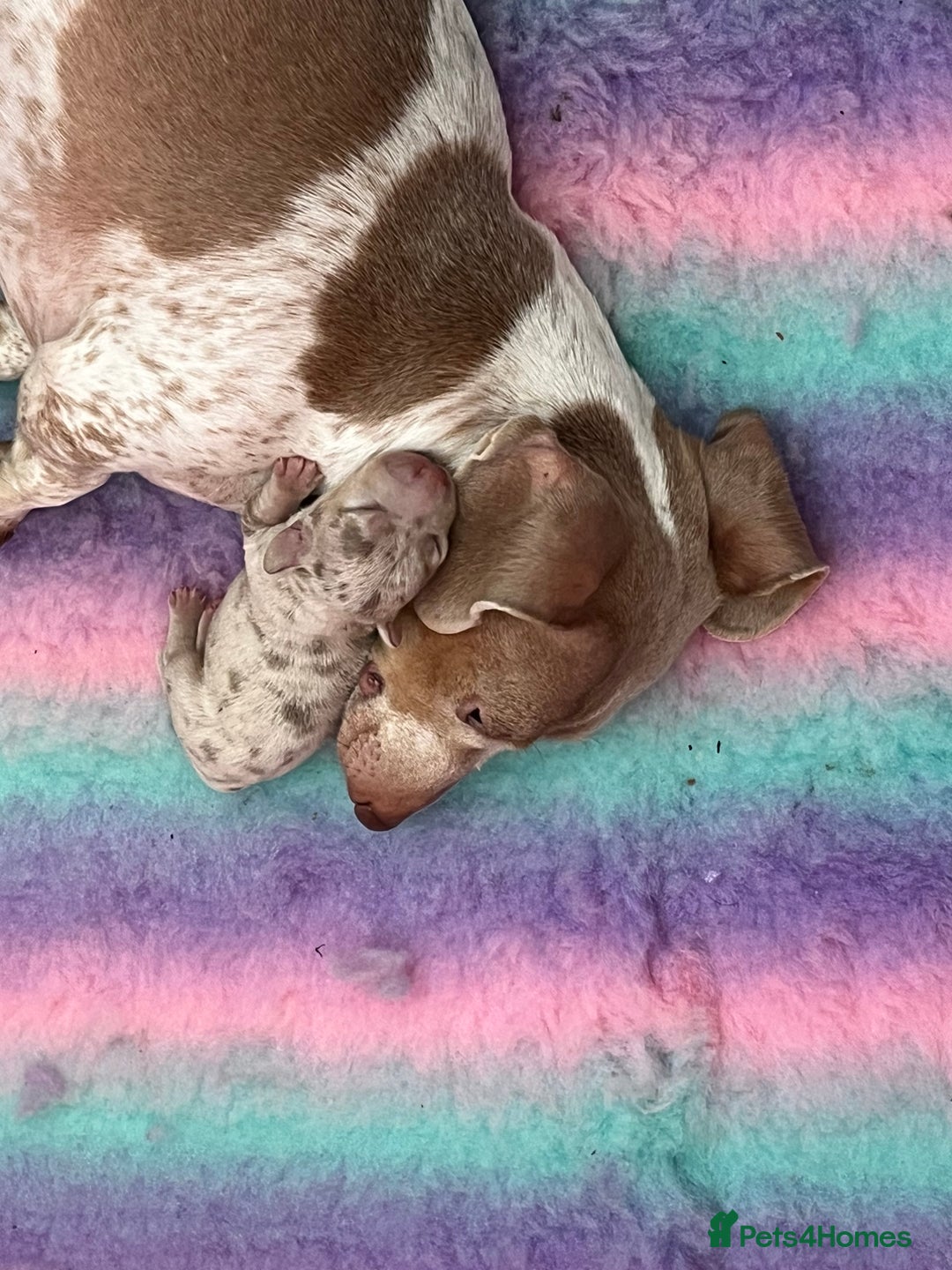 Miniature Dachshund dogs for sale: Miniature Dachshunds  - Image 2